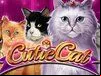 Cutie Cat